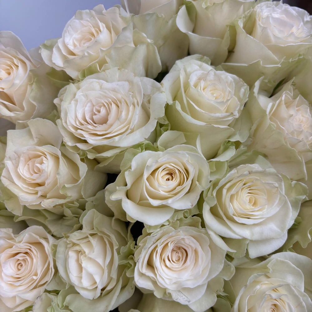 Ramo de 25 rosas blancas