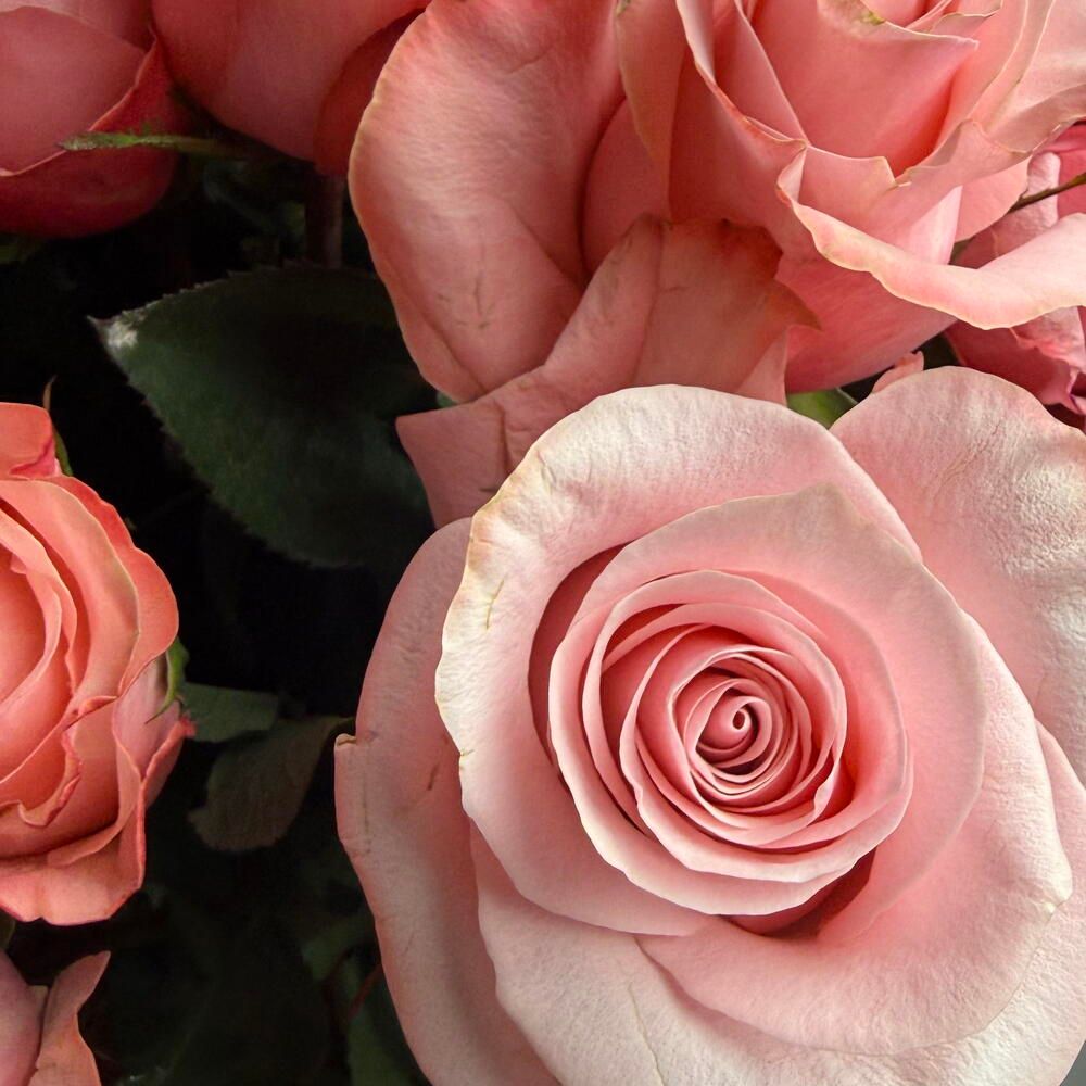 Ramo de 31 rosas rosadas, 31 rosas (foto 3)