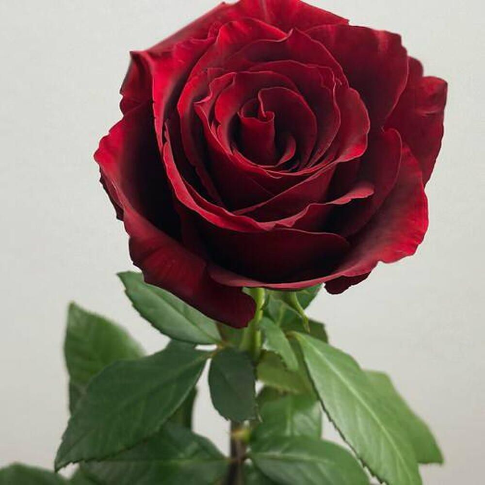 Ramo de rosas rojas, 1 rosa